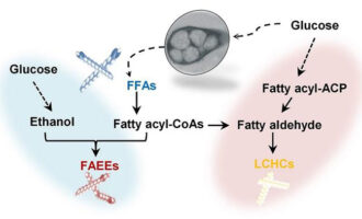 Efficiently producing fatty acids and biofuels from glucose