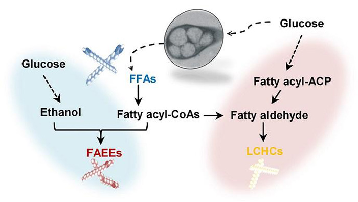 Efficiently producing fatty acids and biofuels from glucose