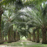 Palm oil-derived biodiesel no longer a “green fuel” in the EU