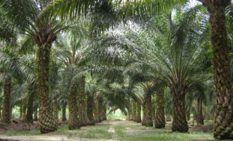 Palm oil-derived biodiesel no longer a “green fuel” in the EU