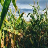 Growth Energy outlines 2021 biofuel policy priorities
