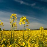 Chevron, Bunge to collaborate with Corteva on winter canola